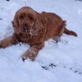 Bruno im Schnee